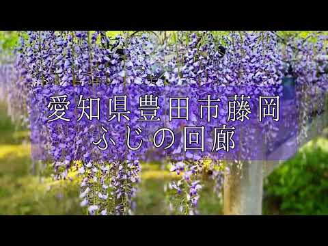 【愛知県の美しい風景4K】愛知県豊田市藤岡 ふじの回廊の見事な藤棚 Beautiful Wistaria corridor in Japan