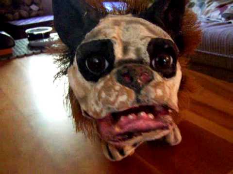 Image Result For French Bulldog Ugly