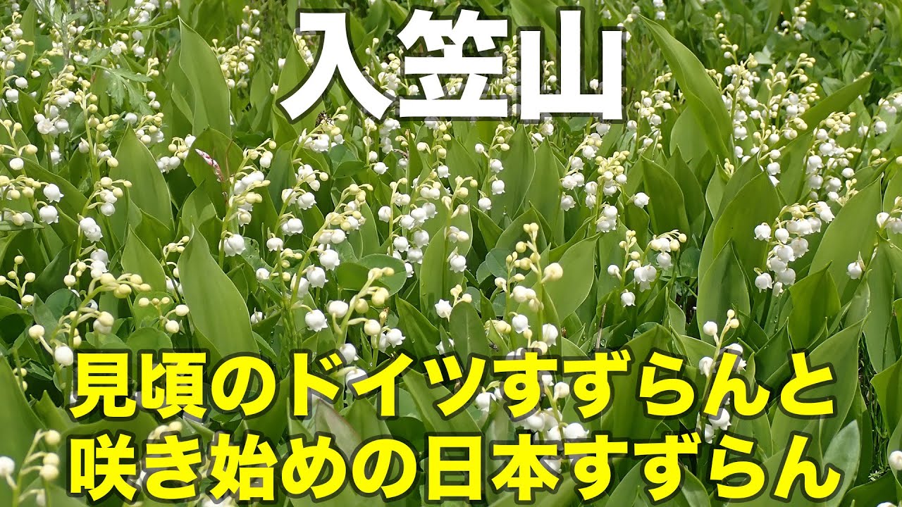 入笠山 2025年6月4日 見頃のドイツすずらんと咲き始めの日本すずらん