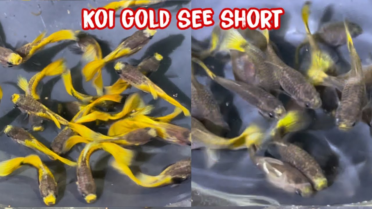 Lên Nhiều Dòng Cá 7 Màu Với Moly Platium | Guppy Phần 1 | Phúc Phan TV