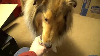 Clary Has the End of Her FROYO in This ASMR! ASMR Eating and Chewing. by Creative Diamond Dogs 394 views 1 year ago 2 minutes, 25 seconds