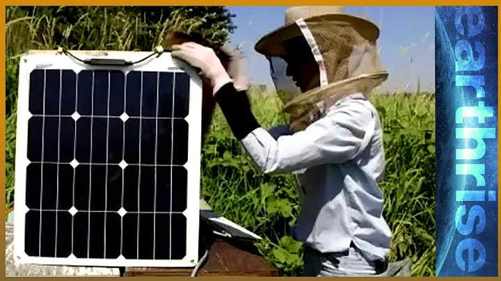 Fighting insectageddon: Why bugs matter - earthrise