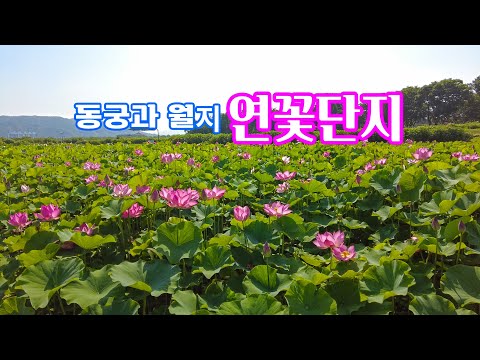안압지(동궁과 월지 연꽃단지) #동궁과월지 #동궁과월지연꽃단지 #경주가볼만한곳