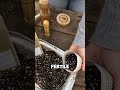 She Starts Seeds Using Only Recycled Paper 🤯