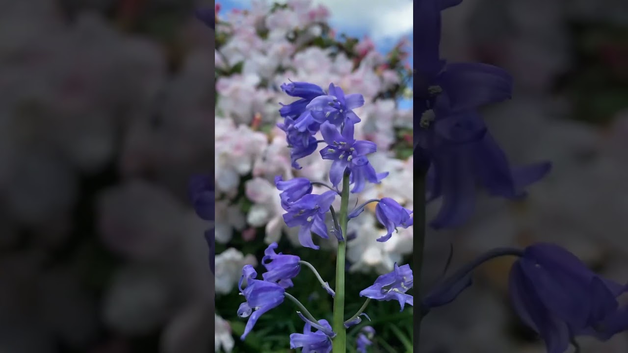 Spot the difference between native British bluebells and the larger Spanish bluebells 