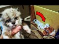 Man Adopts Tiny Kitten He Found In A Yard, A Few Months Later This Happens