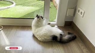 Cat Playing with a Rope! Feline Fun 🐱🎉😺