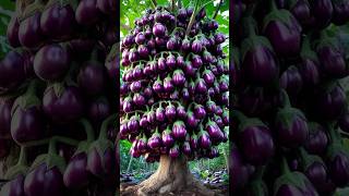 Easy to grow eggplant with new techniques​ #garden #fruit #eggplant #nature #reels #shorts #amazing