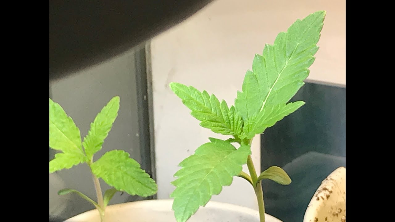 May 8 2019 Seedlings for outdoor Cannabis grow