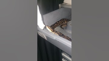 Leopard enchi het clown Ball Python Snake Feeding #snake #ballpython #animals #shorts