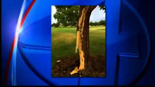 Lightning strikes tree