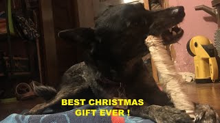 What did your DOG get for CHRISTMAS 2023? My Dog Got the BEST Gift Ever! by Jill Marie 34 views 3 months ago 5 minutes, 6 seconds