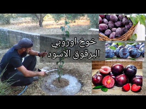 فيديو: معلومات خوخ الدم الهندي: كيفية زراعة أشجار الخوخ في الدم الهندي