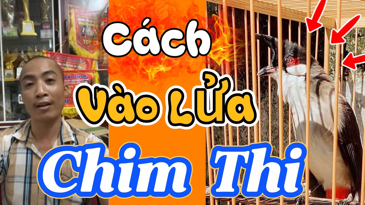 Cách vào lửa để nuôi chim thi đấu, biểu hiện chim đang vào lửa mạnh