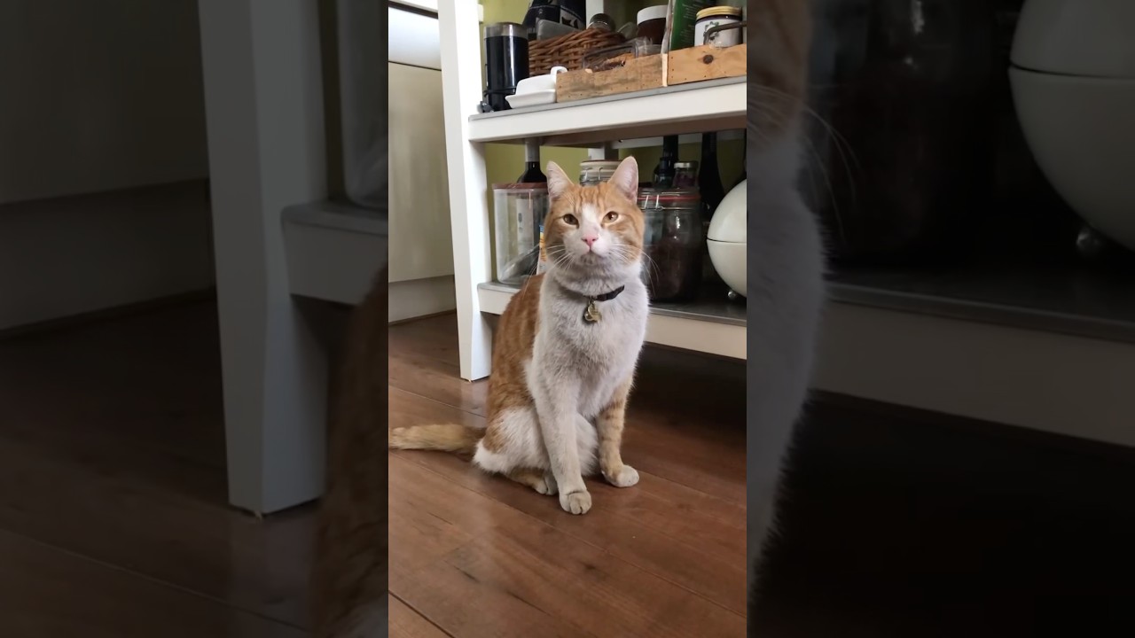 Ros Is Now A Black Cat 😂