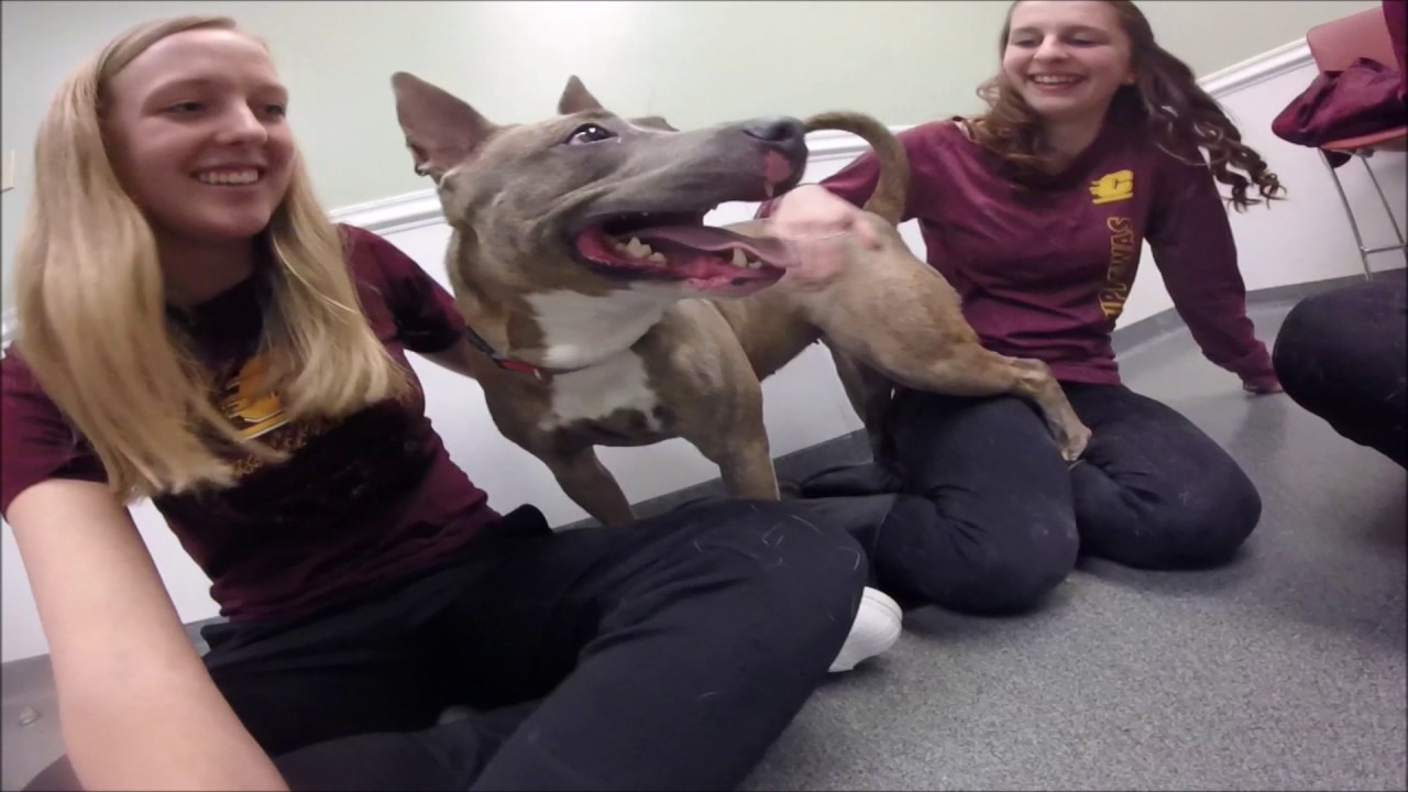 Humane Animal Treatment Society - Isabella County / Mount Pleasant