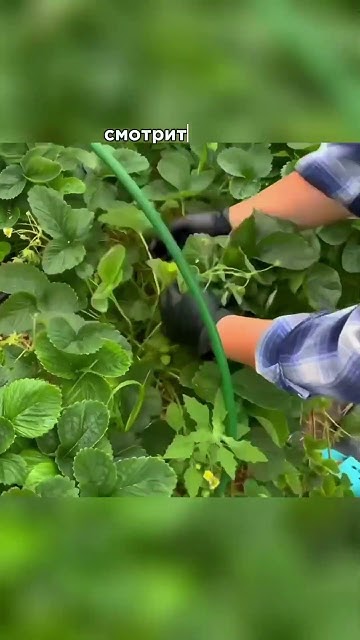 Земклуника Кокинская отборная - купить саженцы можно в нашем питомнике ...
