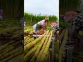 From Government Service to Farming Success: A Journey Back to the Roots.