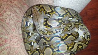 Reticulated python update!!!!