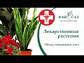 Растения умеют лечить! ТОП лекарственных растений которые нужно иметь дома | Ваш сад