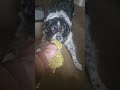 Border collie bullied me.