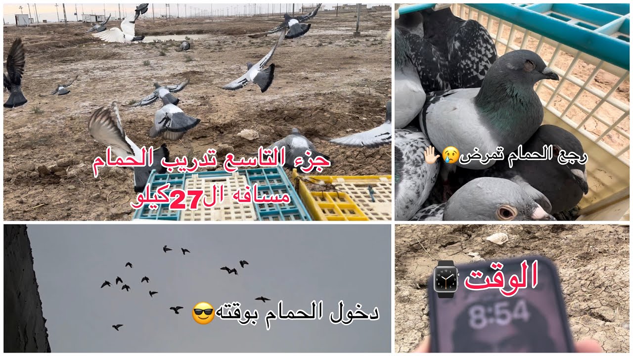جزء التاسع تدريب الحمام الزاجل مسافه ال27/كيلو الوقت والدخول كلش زين ❤️😌
