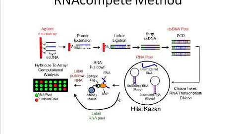 Dr. Quaid Morris "Predicting the targets of mRNA-binding proteins" Nov 10, 2010