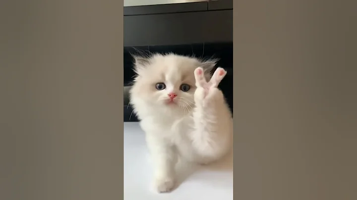 Video 11757211: cat kitten cute, cat meets, pets