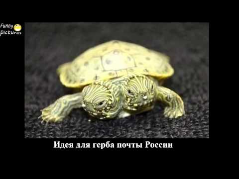 [перезалив] Лучшие приколы