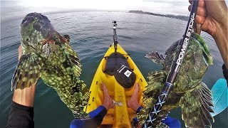 catch and cook two huge venomous blue fish lets eat