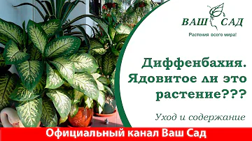 Диффенбахия - опасна ли она для здоровья? Как ухаживать? Ваш сад
