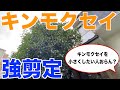 キンモクセイの枝抜き強剪定を実演解説【庭師 剪定 11月】
