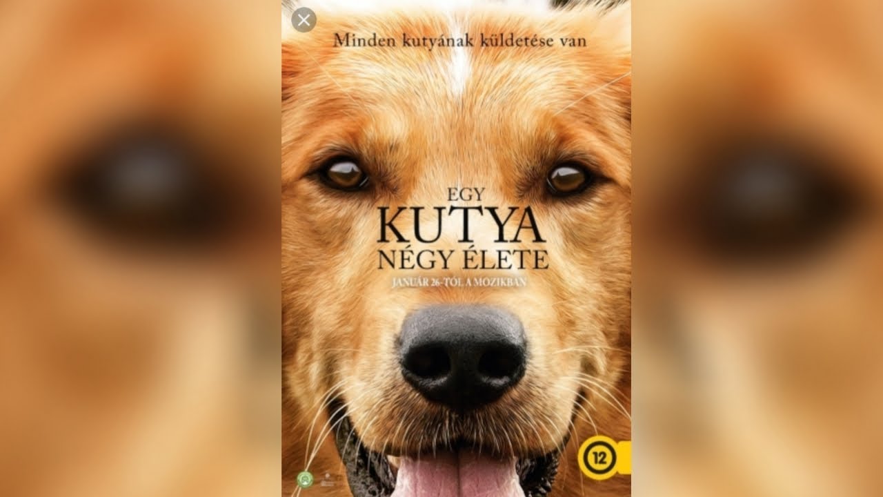 kutya