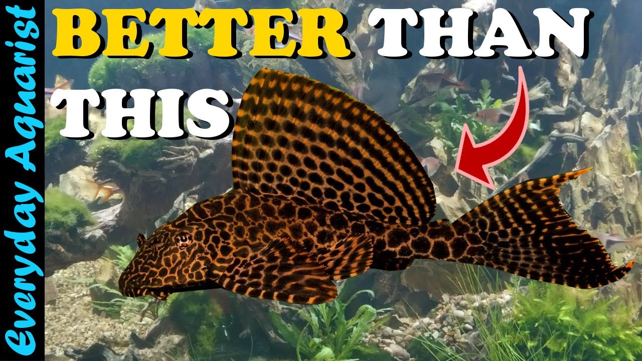 6 Aquarium ALGAE EATERS That Are BETTER Than PLECO 