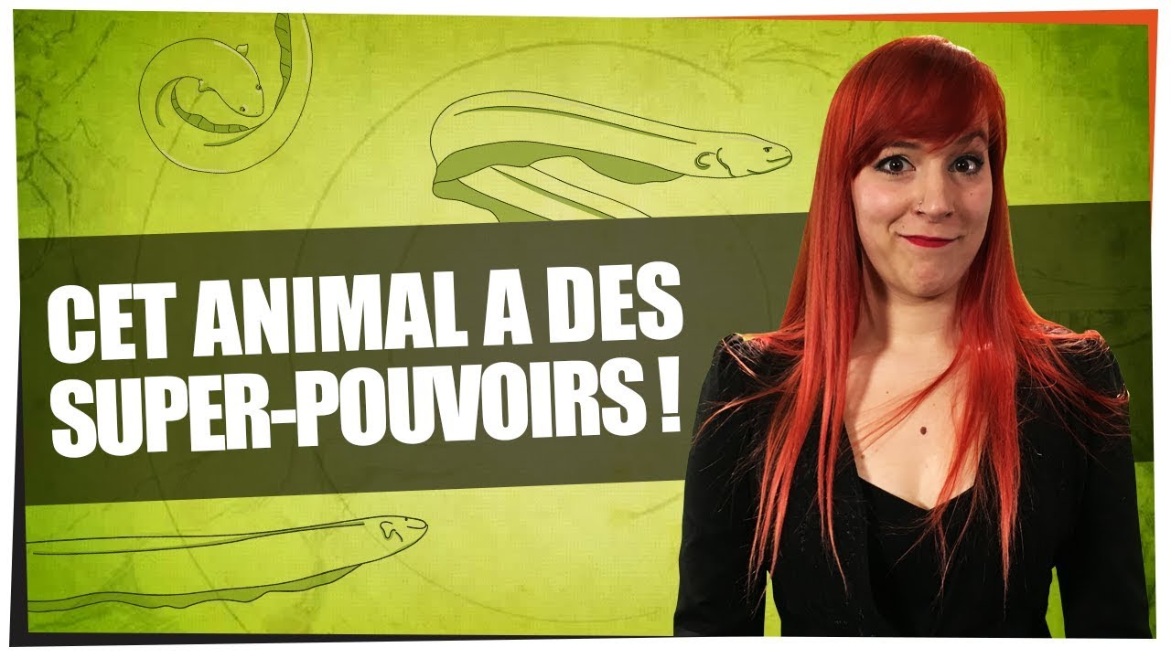 Cet animal a des super-pouvoirs - Castor Mother #11 - String Theory HD