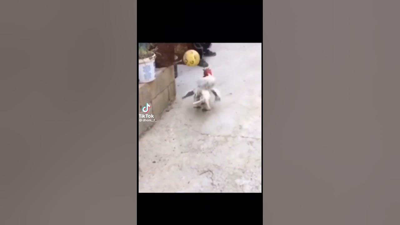 пітух - YouTube