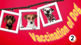 تطعيمات الكلاب ..حمايه الكلب من البارفو والديستمبر والكورونا ..Vaccination of dogs  