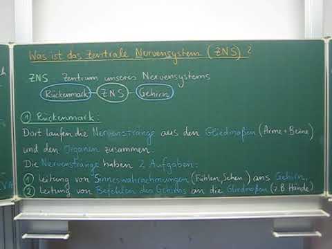 Video: Was sind die wichtigsten Organteile, die am ZNS beteiligt sind?