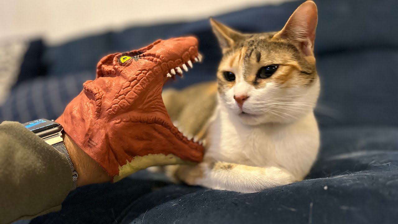 Kittisaurus Cats Vs Dinosaurs | Kittisaurus | Hotham - Sky (Vlog No Copyright Music ...