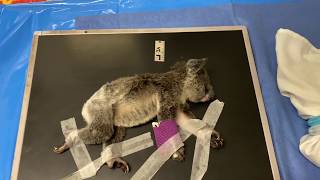 Currumbin Wildlife Hospital | Bronte the Koala | Save Koalas Now by Currumbin Wildlife Hospital 3,349 views 3 years ago 57 seconds