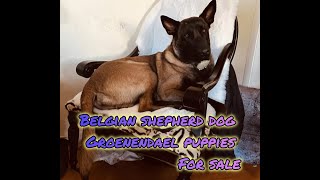 Belgian Shepherd Dog (Groenendael) Puppies For Sale in Sacramento