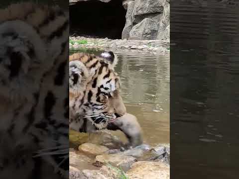 Тигр Тимур пьет водичку❤ #забавныеживотные #funnyanimals #тигр #тигрёнок #сафарипарк #shorts #малыш