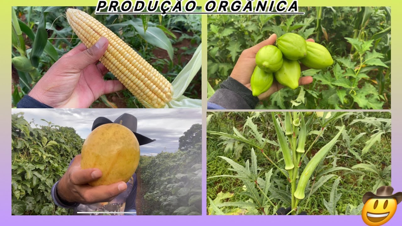 APLICAÇÃO DOS BIOINSUMOS ( DICAS IMPORTANTES ) 