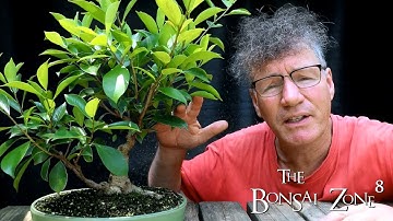 Pruning Three Different Style Ficus, Part 2, The Bonsai Zone, July 2021