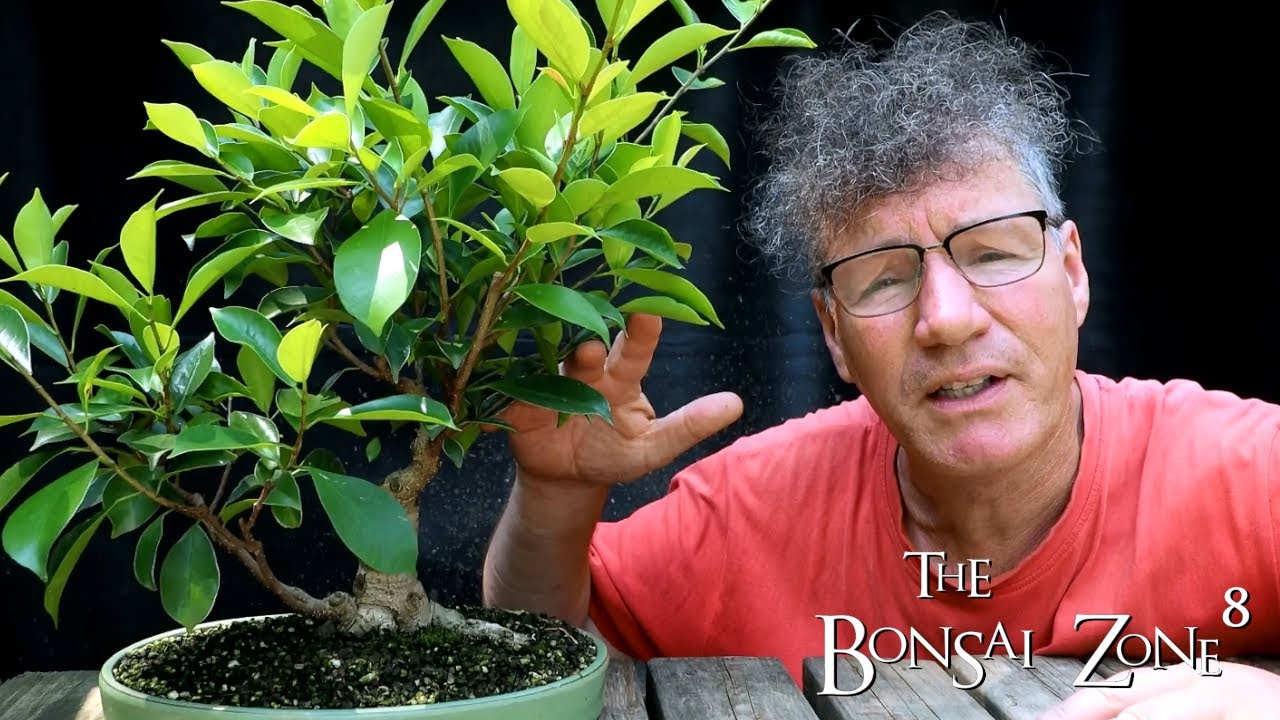 Pruning Three Different Style Ficus, Part 2, The Bonsai Zone, July 2021