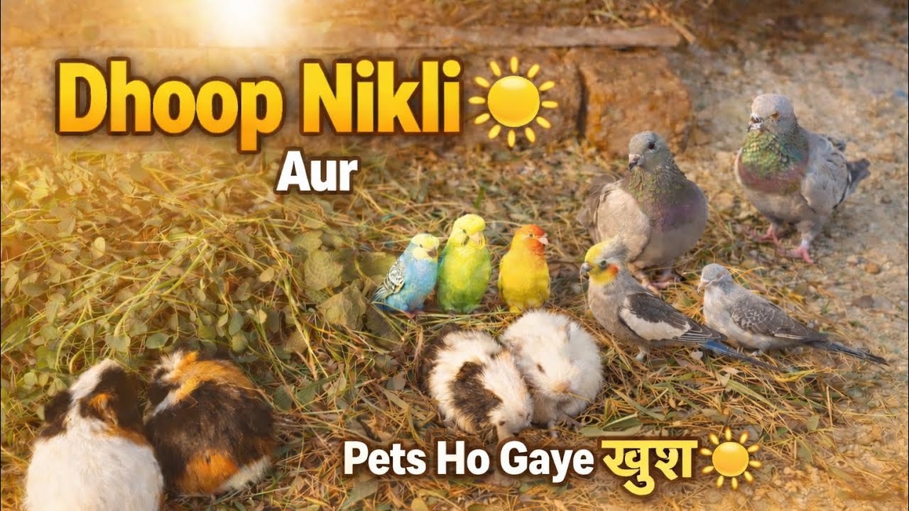 Jaise Hi Dhoop Nikli 😍 Saare Pets Enjoy Mode Mein Aa Gaye 🐹☀️” 