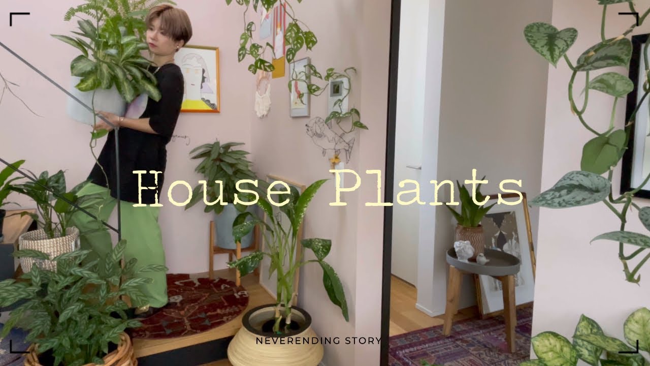 【日陰でも大丈夫】窓から離れた場所でも育つ観葉植物7種をご紹介/耐陰性のある観葉植物/houseplants/観葉植物インテリア/観葉植物/ボタニカルライフ/관엽 식물