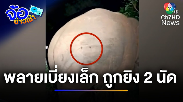 เฝ้าดูอาการ "พลายเบี่ยงเล็ก" ถูกน้องชายนักการเมืองยิง 2 นัด | จ้อข่าวเช้า