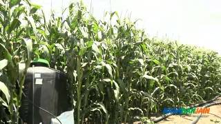 Капельный полив кукурузы(, 2013-04-23T11:42:40.000Z)