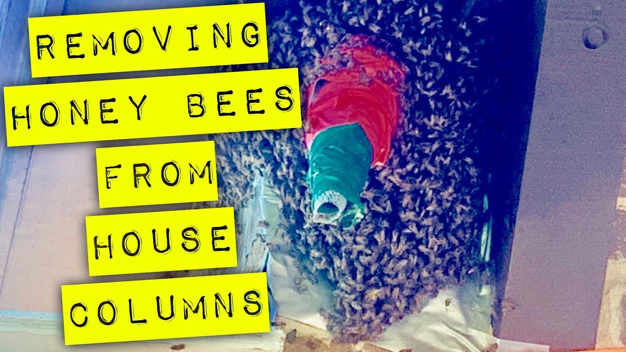 Column Bee Removing Honey Bees From House Columns - YouTube